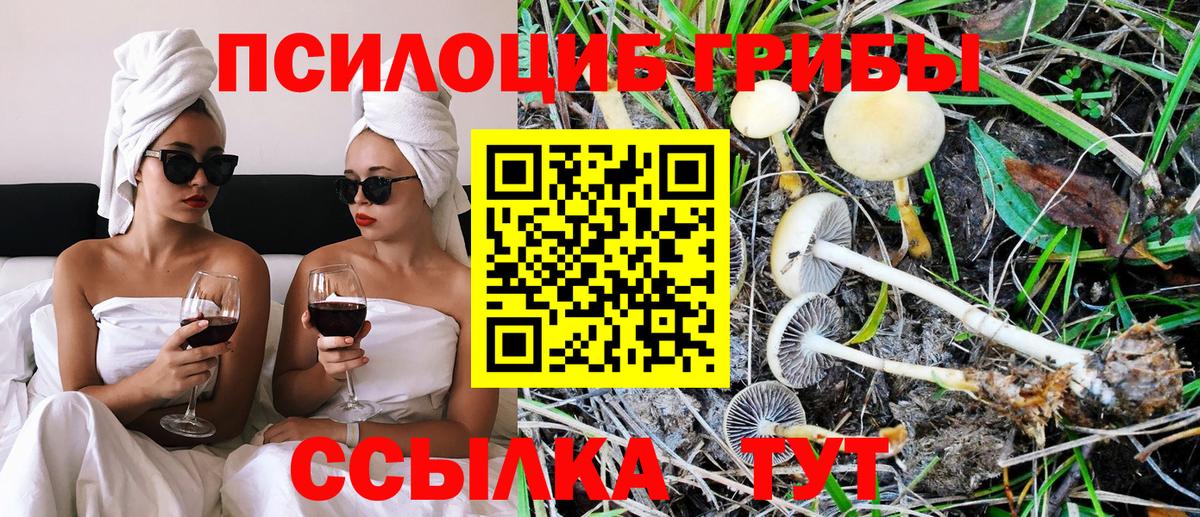 сколько стоит  Вход с VPN  Междуреченск  Псилоцибиновые грибы Psilocybine cubensis 